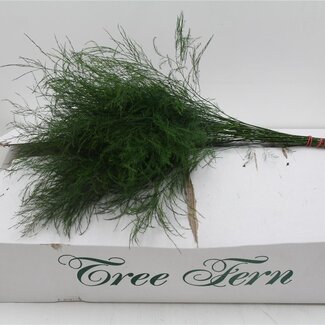 Freshy Asparagus Treefern | Kleur: Groen | Lengte ± 60 centimeter | 30 takken per bos | Per 5 bossen