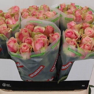 Freshy Grootbloemige Roos “Belle Rose” | Kleur: Roze | Lengte ± 80 centimeter | Per 10 stelen