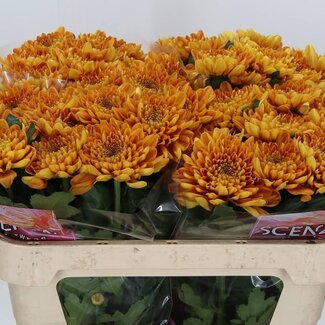 Freshy Chrysant deco Bellavista