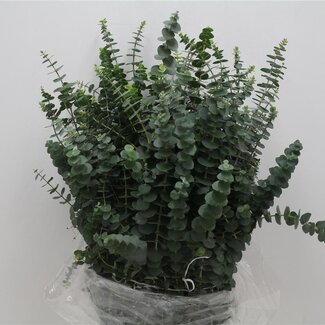 Freshy Eucalyptus Baby Blue 200gr (p. bos)