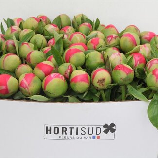 Freshy Lavandula Lavendel Stoechas | Kleur: Gemengde Kleuren | Lengte ± 50 centimeter | Gewicht 250 gram per bos | Per 5 bossen