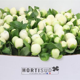 Freshy Paeonia L Bridal Shower 50cm