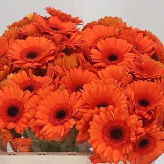 Freshy Gerbera “Cafe Del Mar” | Kleur: Roze | Lengte ± 50 centimeter | Per 10 stelen