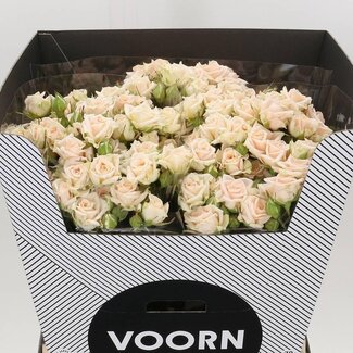 Freshy R tros Justine Voorn