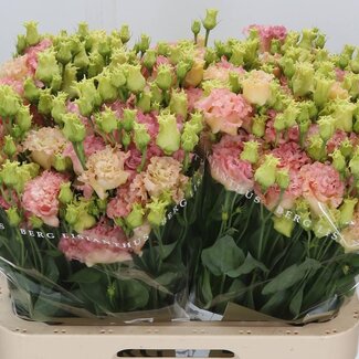 Freshy Eustoma Gevuld Alissa Champagne