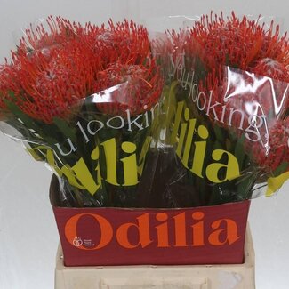 Freshy Grootbloemige Roos “Orange Enigma” | Kleur: Oranje | Lengte ± 40 centimeter | Herkomst Ecuador | Per 25 stelen