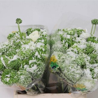 Freshy Ranunculus Ranonkel “Cloony S Mix” | Kleur: Gemengde Kleuren | Lengte ± 45 centimeter | Per 50 stelen