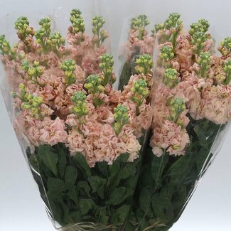 Freshy Eucalyptus Cinerea | Kleur: Groen | Lengte ± 80 centimeter | Gewicht 350 gram per bos | Per 5 bossen