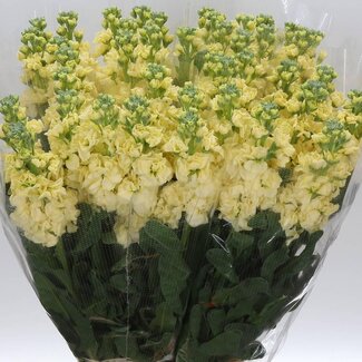 Freshy Gerbera “Pastini Soiree” | Kleur: Rood | Lengte ± 50 centimeter | Per 25 stelen