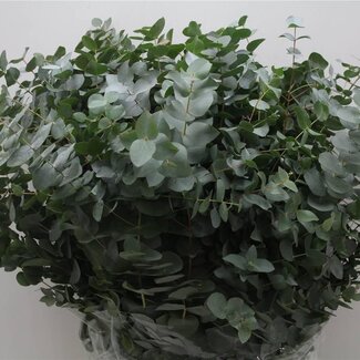 Freshy Eucalyptus Cinerea 350gr (p. bos)