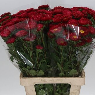 Freshy Callistephus spray Red