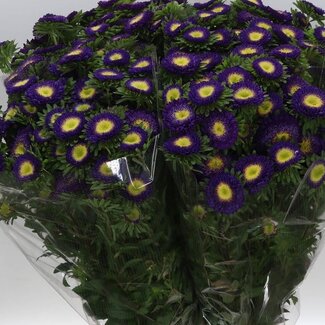 Freshy Callistephus Spray. Blue Dark