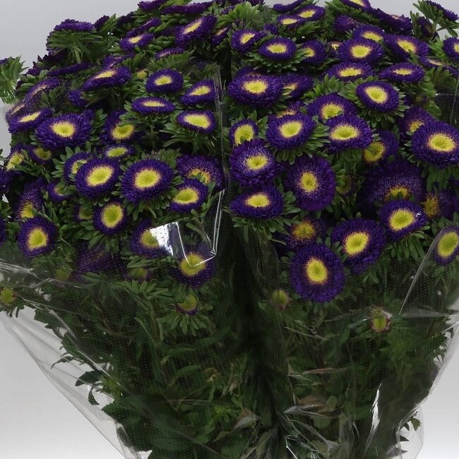 Callistephus Spray. Blue Dark