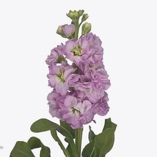 Freshy Violier Iron Pink