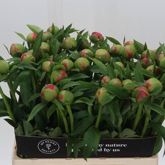 Freshy Paeonia Coral Charm