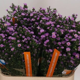 Freshy Aster Painted Lady Extra