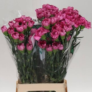 Freshy Grootbloemige Roos “Rhodos” | Kleur: Rood | Lengte ± 60 centimeter | Per 20 stelen