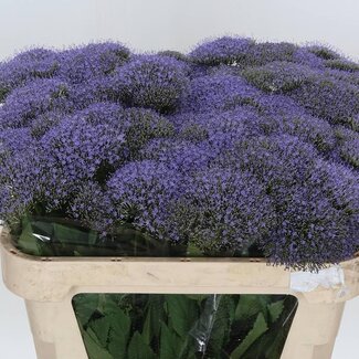 Freshy Grootbloemige Roos “Dolomiti” | Kleur: Wit | Lengte ± 50 centimeter | Per 20 stelen