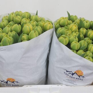 Freshy Tulp dubbel Geel Pompene