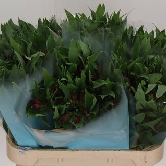 Freshy Eustoma Lisianthus Enkelbloemig “Picco White” | Kleur: Wit | Lengte ± 70 centimeter | Per 10 stelen