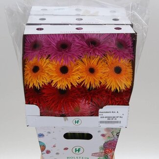 Freshy Gerbera Gr Aqua “Spider Mix” | Kleur: Gemengde Kleuren | Lengte ± 50 centimeter | Per 15 stelen