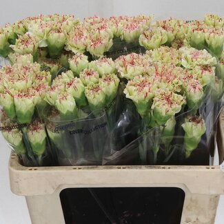 Freshy Korte Anjer “Mochi” | Kleur: Groen | Lengte ± 55 centimeter | Per 20 stelen