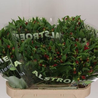 Freshy Alstroemeria Fl Sangria