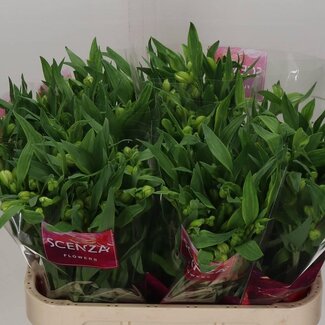 Freshy Alstroemeria “Virginia” | Kleur: Wit | Lengte ± 75 centimeter | Gewicht ± 50 gram per tak | Per 10 stelen