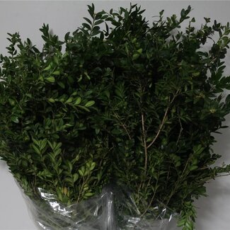 Freshy Buxus 400gr (p. bos)