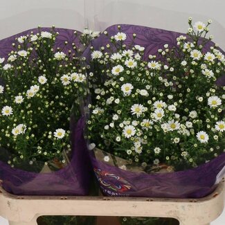 Freshy Aster Paquita