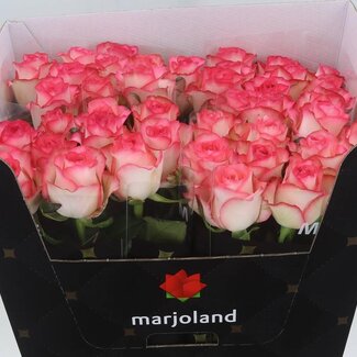 Freshy Grootbloemige Roos XL “Jumilia” | Kleur: Wit Roze | Lengte ± 70 centimeter | Per 10 stelen