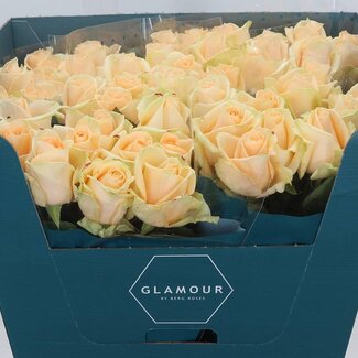 Freshy Grootbloemige Roos “Avalanche Peach” | Kleur: Oranje | Lengte ± 70 centimeter | Per 10 stelen