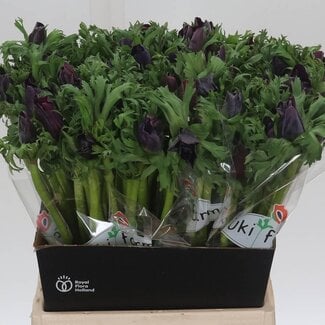 Freshy Anemone Co Galil Bordeaux