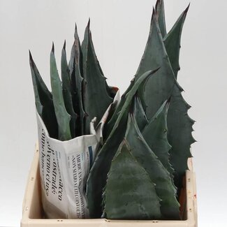 Freshy Agave Blad | Kleur: Groen | Lengte ± 40 centimeter | Per 5 stelen