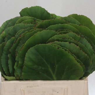 Freshy Bergenia (p. bos)