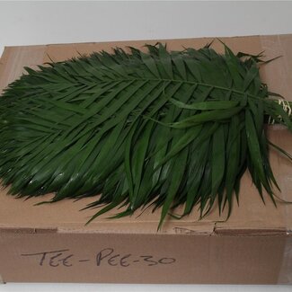 Freshy Chico Teepee x30 (p. bos)