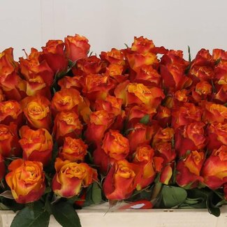 Freshy Rosa Downtown