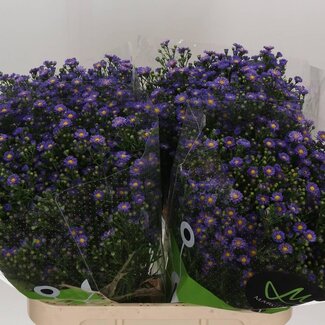 Freshy Aster Teeny Tiny Blue