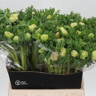 Freshy Anemone Coronaria “Marianne Panda” | Kleur: Wit | Lengte ± 45 centimeter | Per 50 stelen