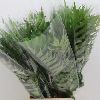 Freshy Cyrtomium Fortunei