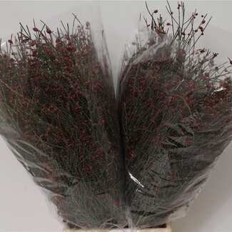 Freshy Ginster Bes Red 400gr (p. bos)