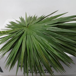 Freshy Palmblad | Kleur: Groen | Lengte ± 70 centimeter | Gewicht 70 gram per bos | Per 5 bossen
