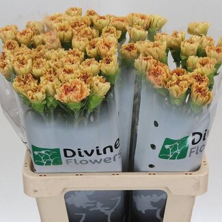 Freshy Anjer Hollands Happy Haru