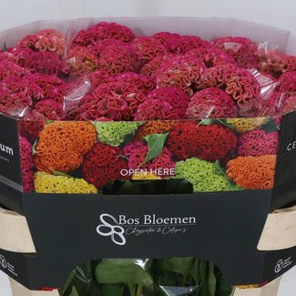 Freshy Celosia C Reprise Rose