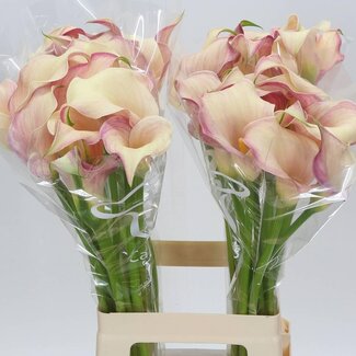Freshy Zantedeschia Calla “Blushing Lady” | Kleur: Geel | Lengte ± 70 centimeter | Per 10 stelen