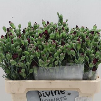 Freshy Hollandse Trosanjer Enkelbloemig “Solomio Dua” | Kleur: Rood | Lengte ± 60 centimeter | Per 30 stelen