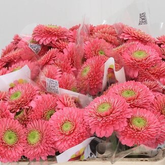 Freshy Germini Pomponi Aqua “Cupid” | Kleur: Roze | Lengte ± 50 centimeter | Per 20 stelen