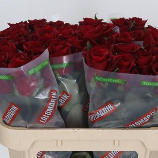 Freshy Grootbloemige Roos “Ever Red” | Kleur: Rood | Lengte ± 70 centimeter | Per 20 stelen