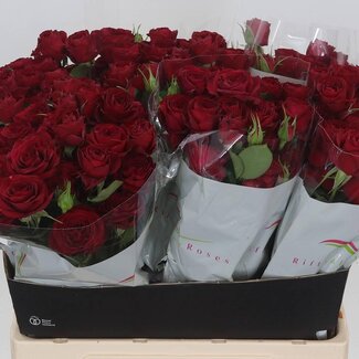 Freshy Hollandse Trosroos “Red Trendsetter” | Kleur: Rood | Lengte ± 60 centimeter | Per 15 stelen