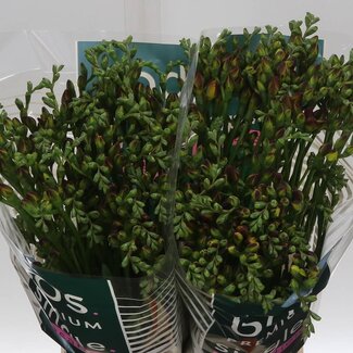 Freshy Dubbelbloemige Freesia “Mandarine” | Kleur: Oranje | Lengte ± 50 centimeter | Gewicht ± 24 gram per tak | Per 50 stelen